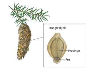Furufamilien (Pinaceae) Furufamilien (Pinaceae)