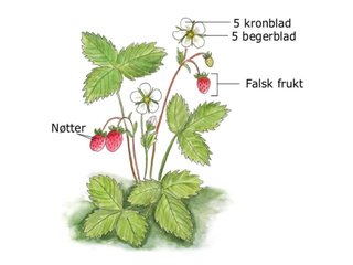 Rosefamilien (Rosaceae) Rosefamilien (Rosaceae)