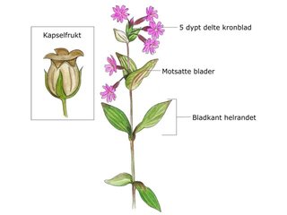 Nellikfamilien (Caryophyllaceae) Nellikfamilien (Caryophyllaceae)