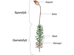 Moser (Bryophytes)