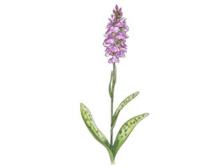 Orkidéfamilien (Orchidaceae)