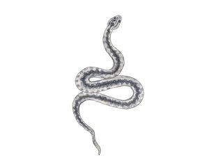 Krypdyr (Reptilia) Krypdyr (Reptilia)