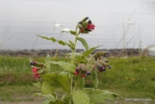 Lungeurt (Pulmonaria officinalis)