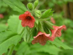 Rød lungeurt (Pulmonaria rubra)