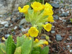 Marianøkleblom (Primula veris)