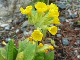 Marianøkleblom (Primula veris) Marianøkleblom (Primula veris)