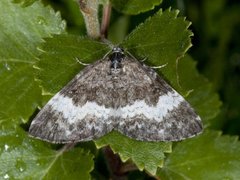 Geitramsmåler (Spargania luctuata)