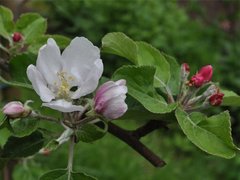 Eple (Malus ×domestica)