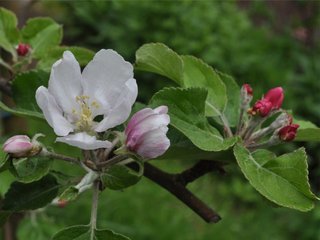 Eple (Malus ×domestica) Eple (Malus ×domestica)