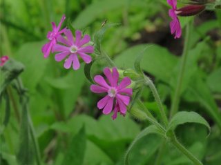 Rød jonsokblom (Silene dioica) Rød jonsokblom (Silene dioica)