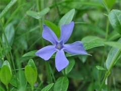 Gravmyrt (Vinca minor)