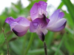 Reinmjelt (Oxytropis lapponica)