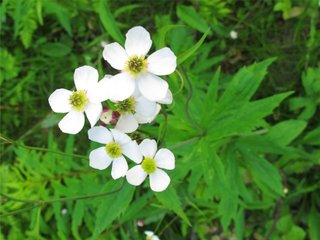 Hvitsoleie (Ranunculus platanifolius)