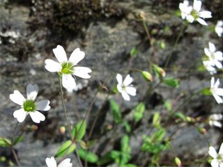 Småsmelle (Silene rupestris) Småsmelle (Silene rupestris)