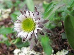 Snøbakkestjerne (Erigeron uniflorus)