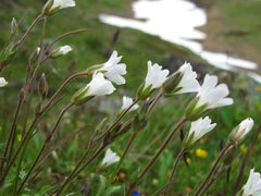 Fjellarve (Cerastium alpinum)
