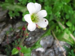 Knoppsildre (Saxifraga cernua)