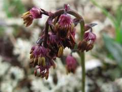 Fjellfrøstjerne (Thalictrum alpinum)