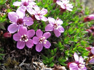 Fjellsmelle (Silene acaulis) Fjellsmelle (Silene acaulis)