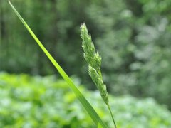 Hundegras (Dactylis glomerata)