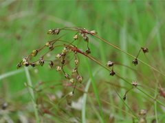 Hårfrytle (Luzula pilosa)