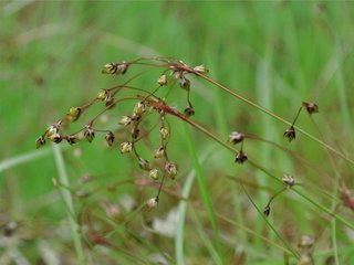 Hårfrytle (Luzula pilosa) Hårfrytle (Luzula pilosa)