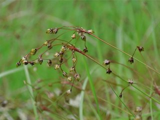 Hårfrytle (Luzula pilosa)