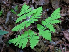 Fugletelg (Gymnocarpium dryopteris)