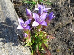 Bakkesøte (Gentianella campestris)