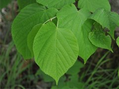 Lind (Tilia cordata)