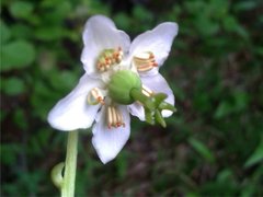 Olavsstake (Moneses uniflora)