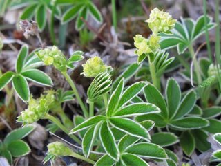 Fjellmarikåpe (Alchemilla alpina) Fjellmarikåpe (Alchemilla alpina)