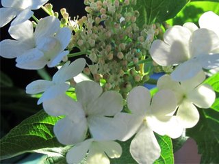 Korsved (Viburnum opulus)