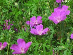 Blodstorkenebb (Geranium sanguineum)