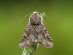 Åkerengfly (Apamea sordens)