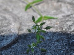 Arve (Cerastium fontanum)