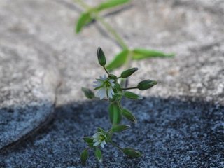 Arve (Cerastium fontanum) Arve (Cerastium fontanum)