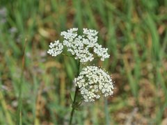 Jordnøtt (Conopodium majus)