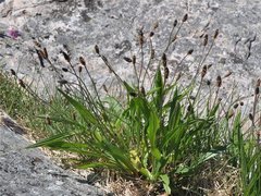 Smalkjempe (Plantago lanceolata)