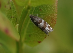 Blåbærhakevikler (Rhopobota myrtillana)