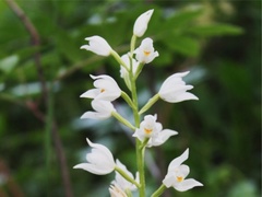 Hvit skogfrue (Cephalanthera longifolia)