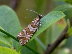 Serpentinprydvikler (Celypha rivulana)