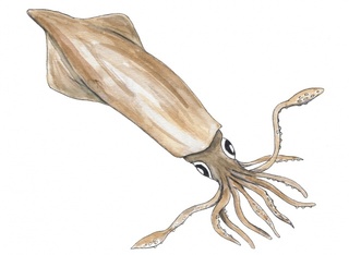 Blekksprut (Cephalopoda)
