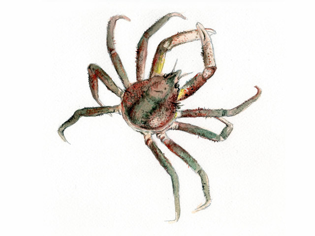 Pyntekrabber (Hyas)
