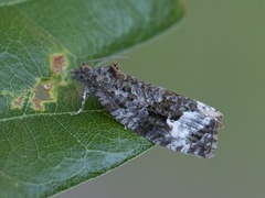 Seljeløvvikler (Apotomis capreana)