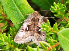 Polarmetallfly (Syngrapha hochenwarthi)