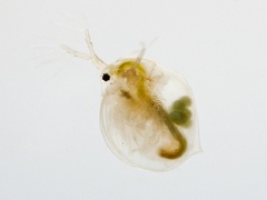 Daphnia magna