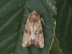 Gulbrunt engfly (Apamea sublustris)