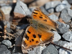 Seljesommerfugl (Nymphalis xanthomelas)