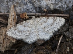 Grå kjerrmåler (Hydrelia sylvata)